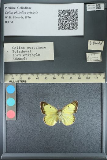 Media type: image;   Entomology 191559